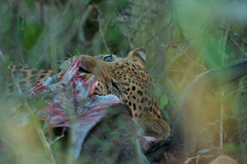Leopard - Panthera pardus