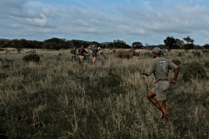 White rhino - Ceratotherium simum