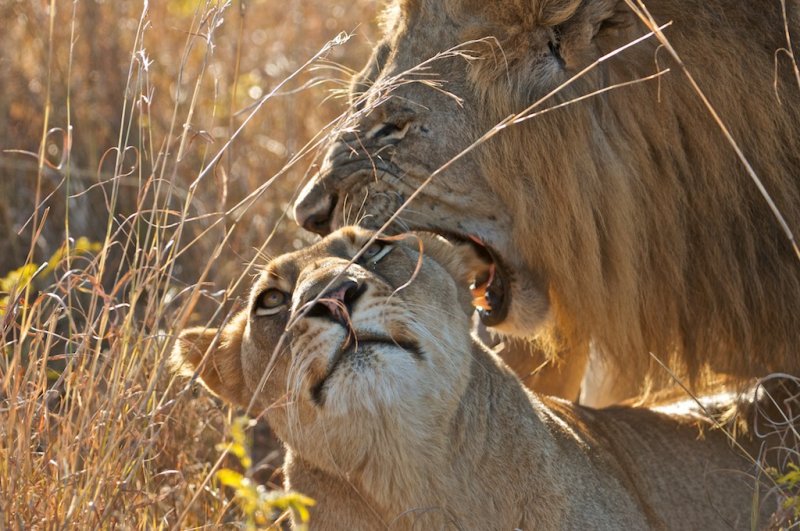 Love me tender