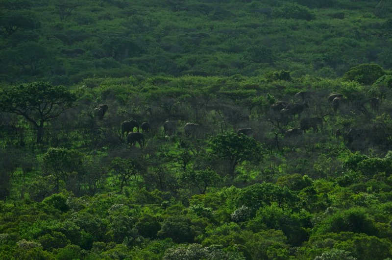 African elephant - Loxodonta africana