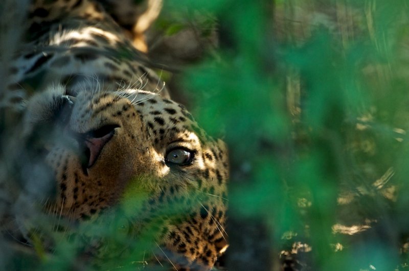 Leopard - Panthera pardus