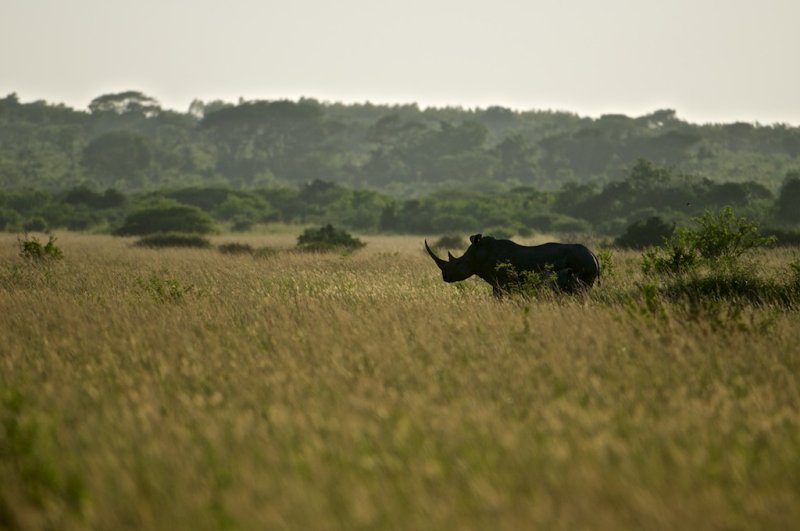 White rhino - Ceratotherium simum