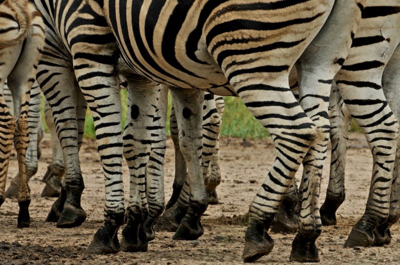 Zebra crossing