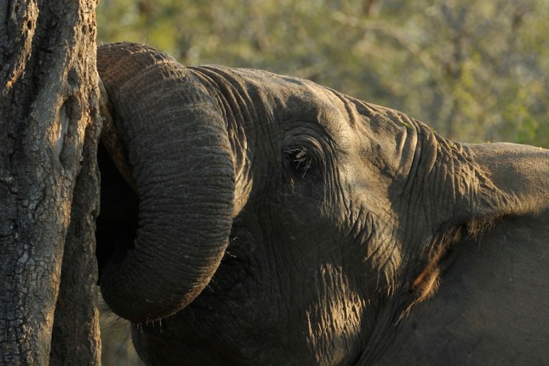 African elephant - Loxodonta africana