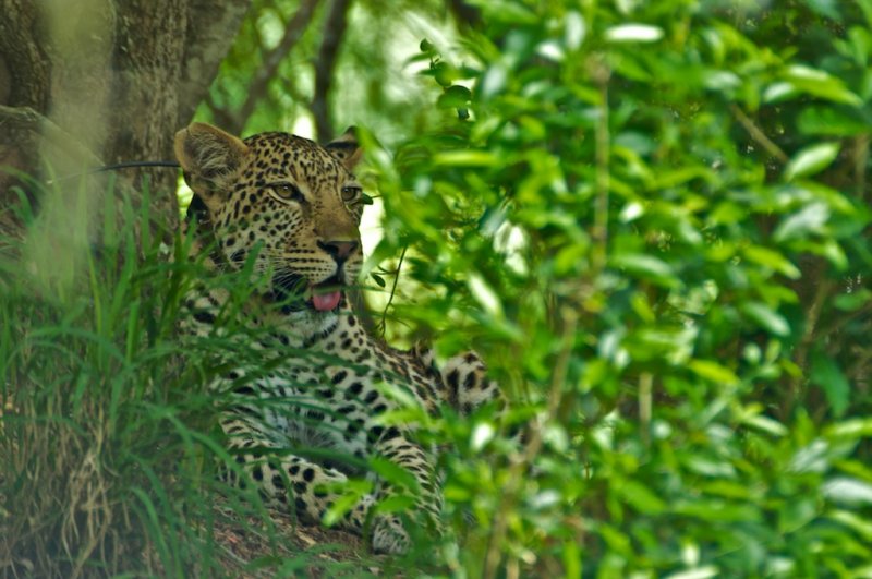 Leopard - Panthera pardus