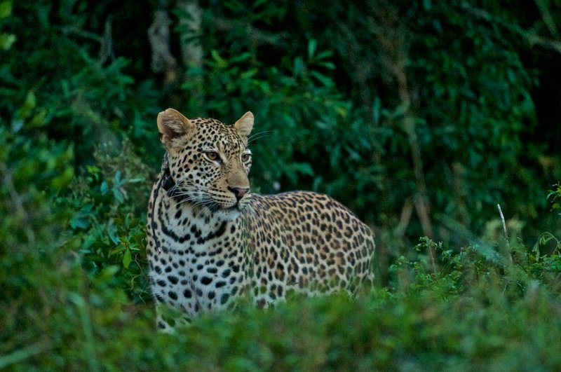 Leopard - Panthera pardus