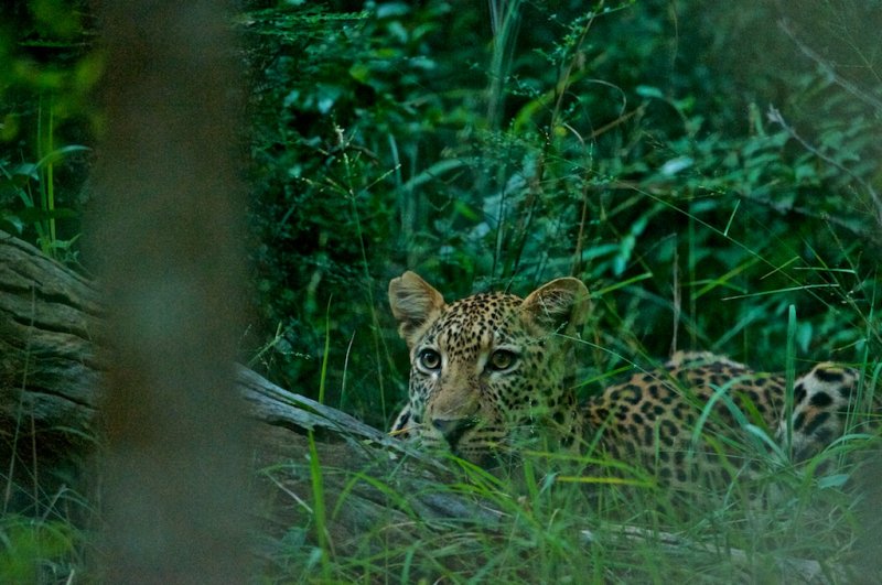 Leopard - Panthera pardus