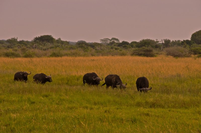 Buffalo soldiers