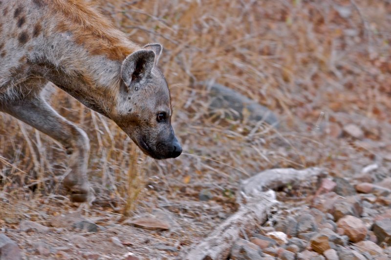 Spotted hyaena - Crocuta crocuta