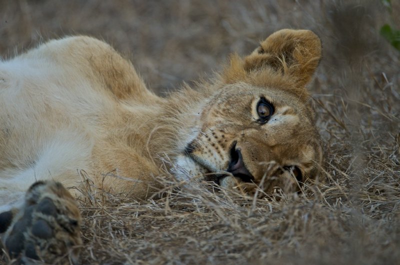 Lion - Panthera leo