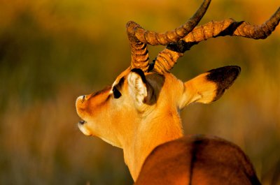 Rutting