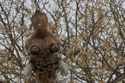 Giraffe - Giraffa camelopardalis