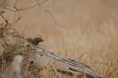Dwarf mongoose - Helogale parvula