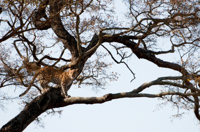 Leopard - Panthera pardus