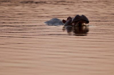 Another one bites the water