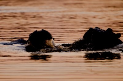 Hippo - Hippopotamus amphibius