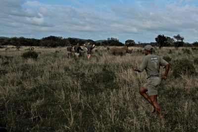 White rhino - Ceratotherium simum