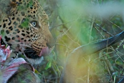 Nose licking good