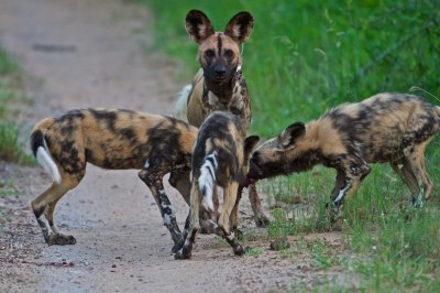 African wild dog  - Lycaon pictus