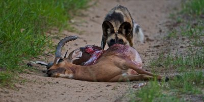 African wild dog  - Lycaon pictus