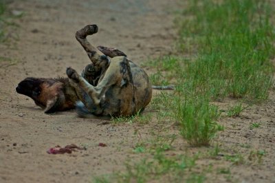 African wild dog  - Lycaon pictus