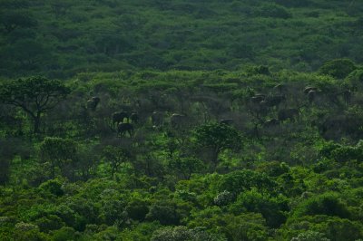 African elephant - Loxodonta africana