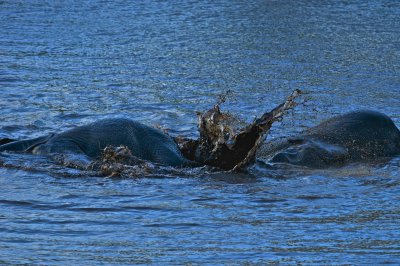 African elephant - Loxodonta africana