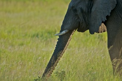African elephant - Loxodonta africana