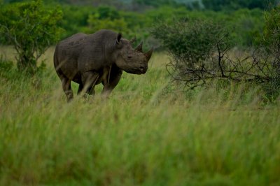 Black rhino - Diceros bicornis