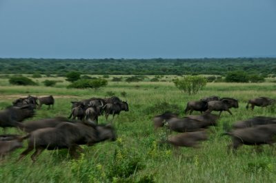 ...migration