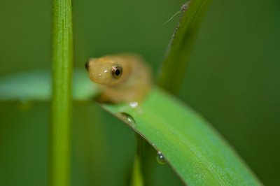Delicate Leaf-folding Frog – Afrixalus delicatus