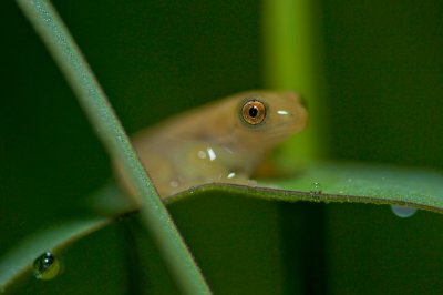 Delicate Leaf-folding Frog – Afrixalus delicatus