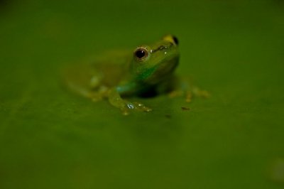 Water lily reed frog - Hyperolius pusillus