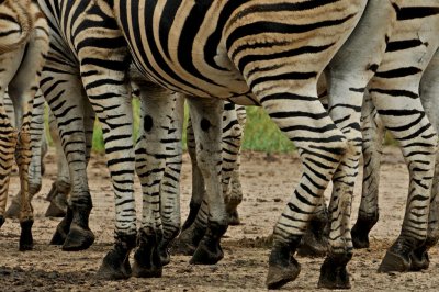 Zebra crossing