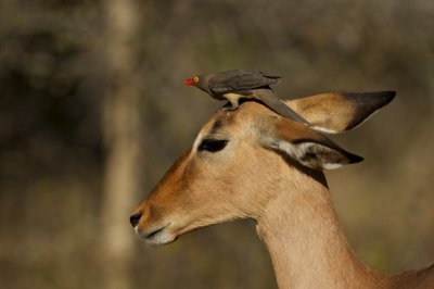 Impala ride II