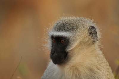 Vervet monkey - Chlorocebus pygerythrus