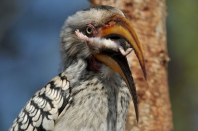 Southern yellow-billed hornbill - Tockus leucomelas