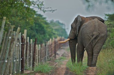 Notsowild life
