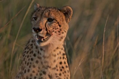 Cheetah - Acinonyx jubatus