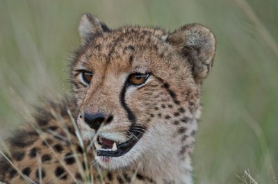 Cheetah - Acinonyx jubatus