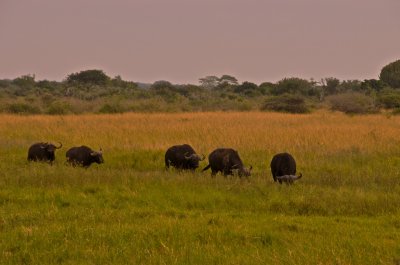 Buffalo soldiers