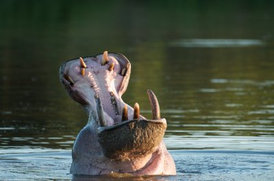 Hippo - Hippopotamus amphibius