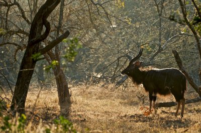 Nyala - Tragelaphus angasii