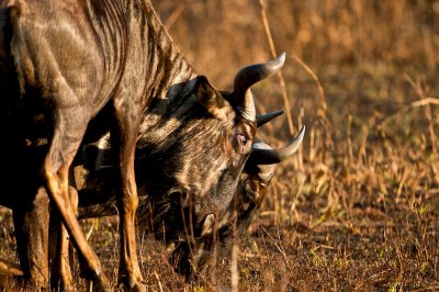 Blue wildebeest - Connochaetes taurinus