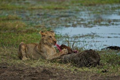 Lion - Panthera leo