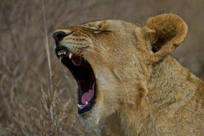 Lion - Panthera leo