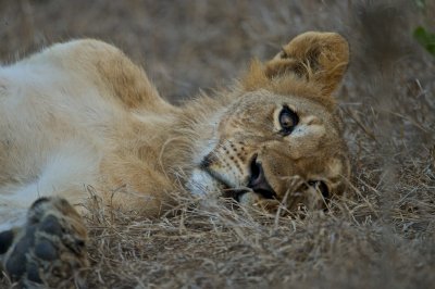 Lion - Panthera leo