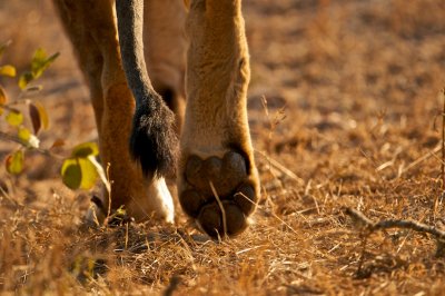 Lion - Panthera leo