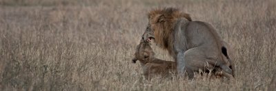Lion - Panthera leo