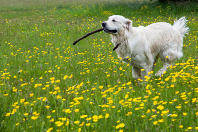 Of all the toys....a stick, forever a favourite
